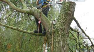 bomen kappen 